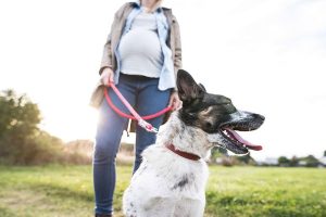 Pulling Dog Cause Miscarriage
