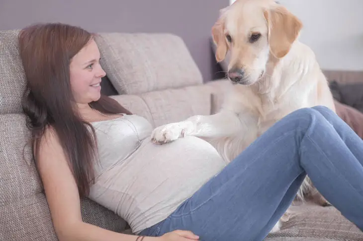 dog jumped on pregnant belly