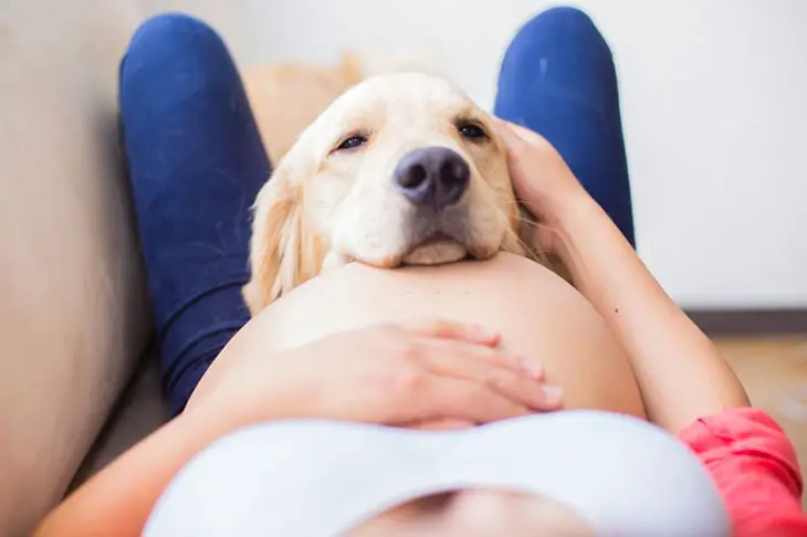 my dog jumped on my pregnant belly