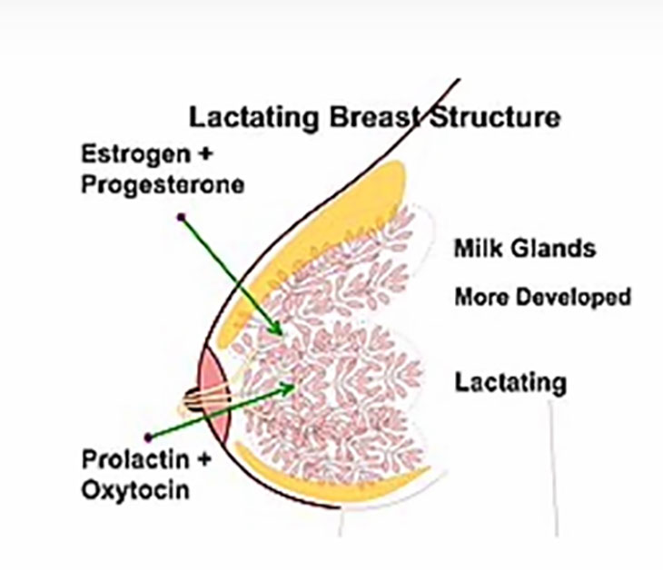 high prolactin infertility