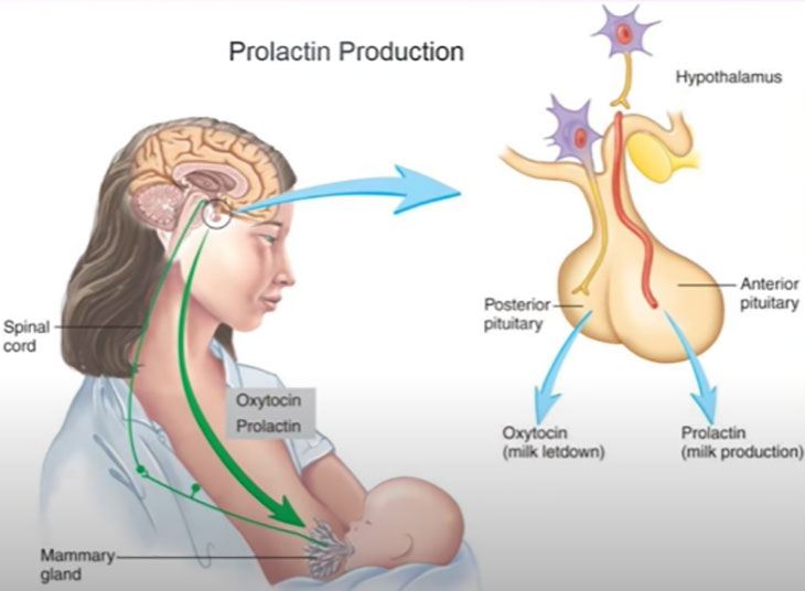i got pregnant with high prolactin