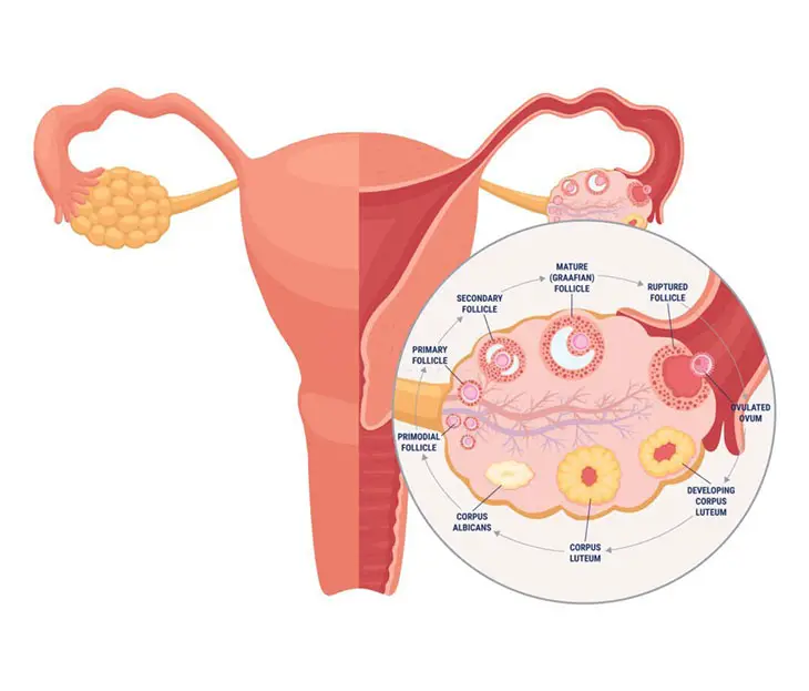 signs of ovulation after giving birth