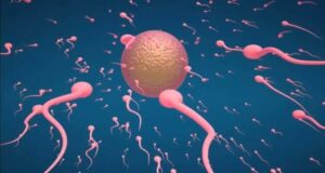 How Do I Know If My Egg Was Fertilized